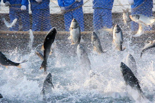 關于加強水產養(yǎng)殖用投入品監(jiān)管的通知