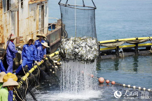 海南黨史百件大事 實施“一省兩地”產(chǎn)業(yè)發(fā)展戰(zhàn)略與畜牧漁業(yè)飼料銷售的轉(zhuǎn)型升級