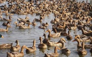 金錠鴨價格持續(xù)攀升，畜牧市場飼料獸藥招商火爆